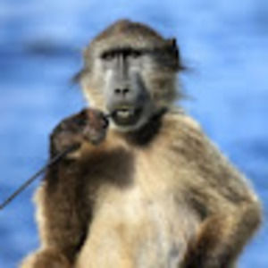 Meet your Posher, Jared-cedric